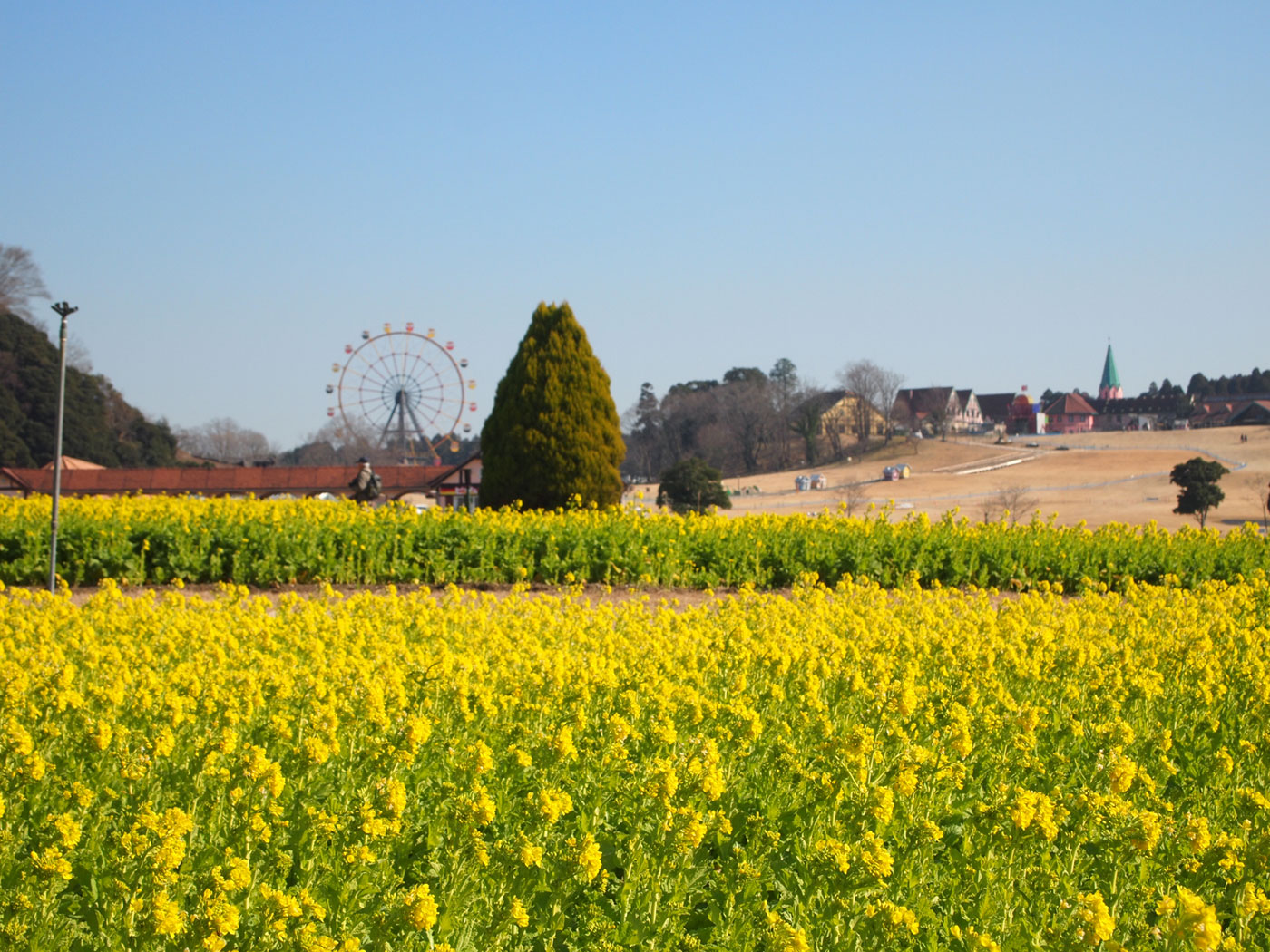 東京ドイツ村の菜の花が見頃でした！（1/7日撮影） | 木更津のことなら、きさらづレポート【きさレポ】