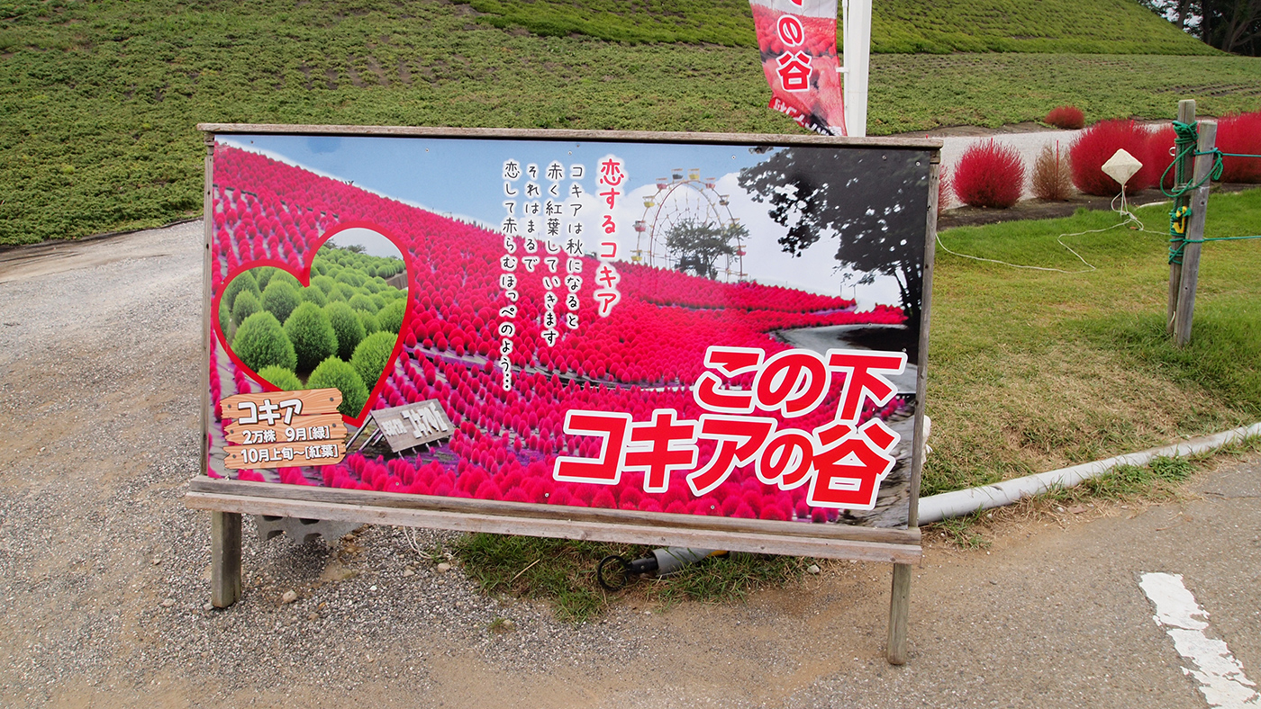 東京ドイツ村のコキア 紅葉がどれぐらい進んだのか見に行ってみた 10 11 木更津のことなら きさらづレポート きさレポ