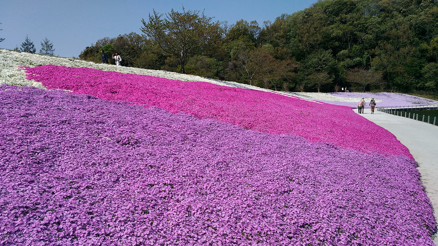 東京ドイツ村の芝桜と菜の花が見頃だったので見に行ってきた | 木更津のことなら、きさらづレポート【きさレポ】