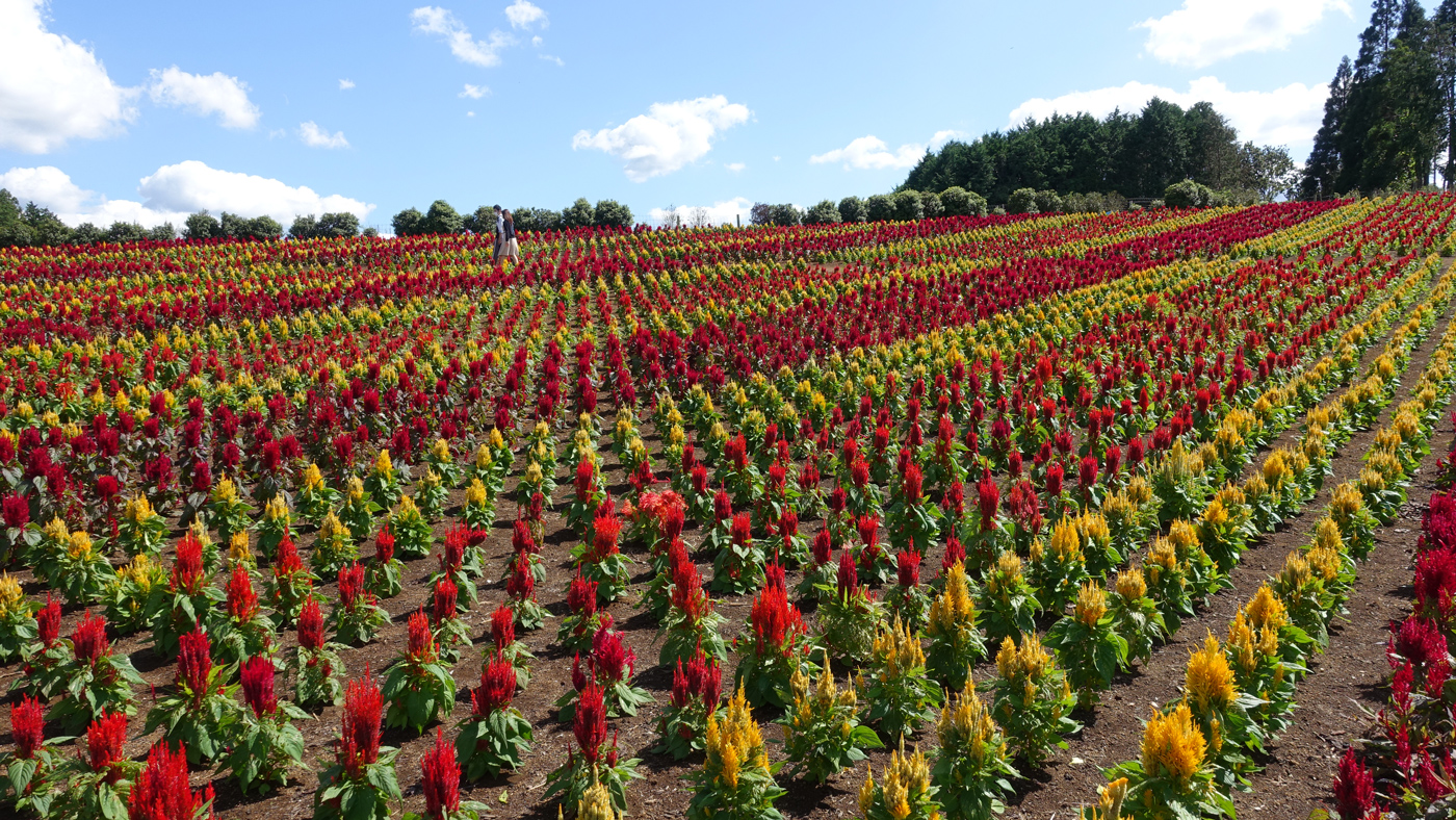 東京ドイツ村 羽毛のようなふわふわとした花の ケイトウ が見頃を迎えています 秋の味覚収穫も 木更津のことなら きさらづレポート きさレポ