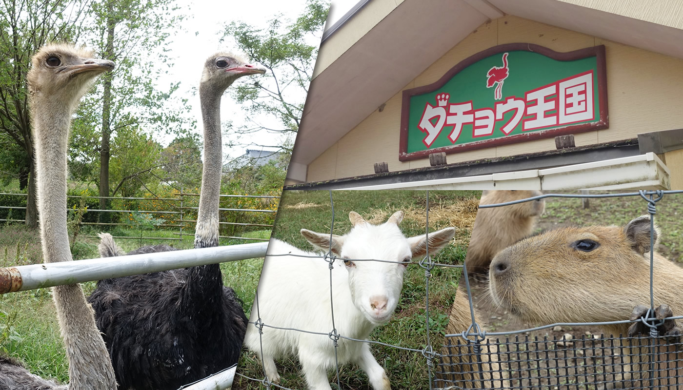 袖ケ浦市にある ダチョウ王国 袖ヶ浦ファーム が11月30日 月 閉園 カワイイ動物たちに会いに行ってきた 木更津のことなら きさらづレポート きさレポ