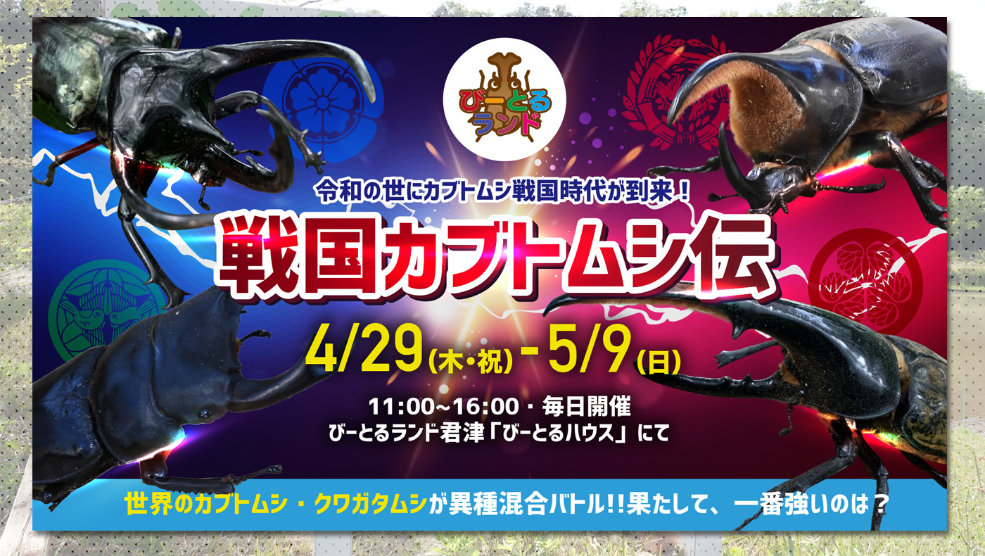 甲虫たちが戦国武将に 君津市の びーとるランド君津 にて 戦国カブトムシ伝 イベントを4 29 木 祝 5 9 日 に開催 木更津の ことなら きさらづレポート きさレポ