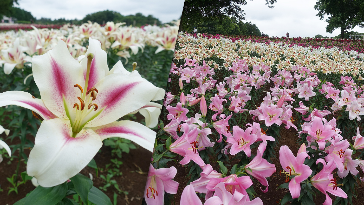 東京ドイツ村 県内最大級の花畑 ゆり が咲き始めました アジサイも見頃 木更津のことなら きさらづレポート きさレポ