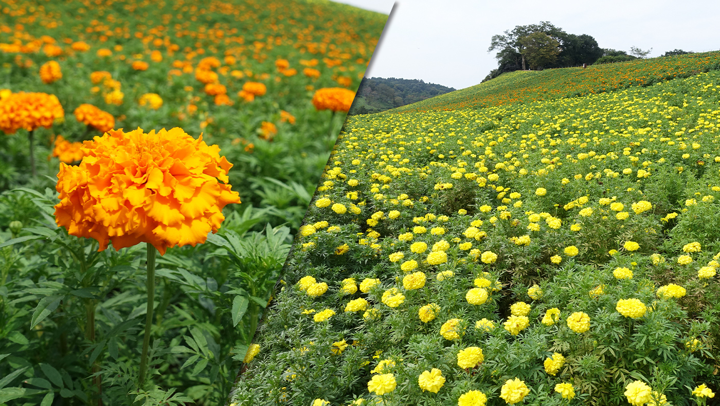 東京ドイツ村 ビタミンカラーの花畑 大輪の マリーゴールド が見頃を迎えます 木更津のことなら きさらづレポート きさレポ