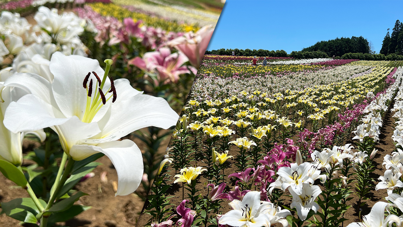 東京ドイツ村 県内最大級の花畑 ゆり が見頃を迎えています 色鮮やかな初夏の絶景 木更津のことなら きさらづレポート きさレポ